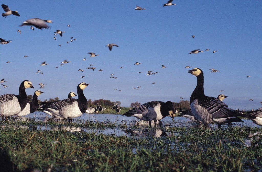 1 a 1 a caerlaverock 4 - Copy