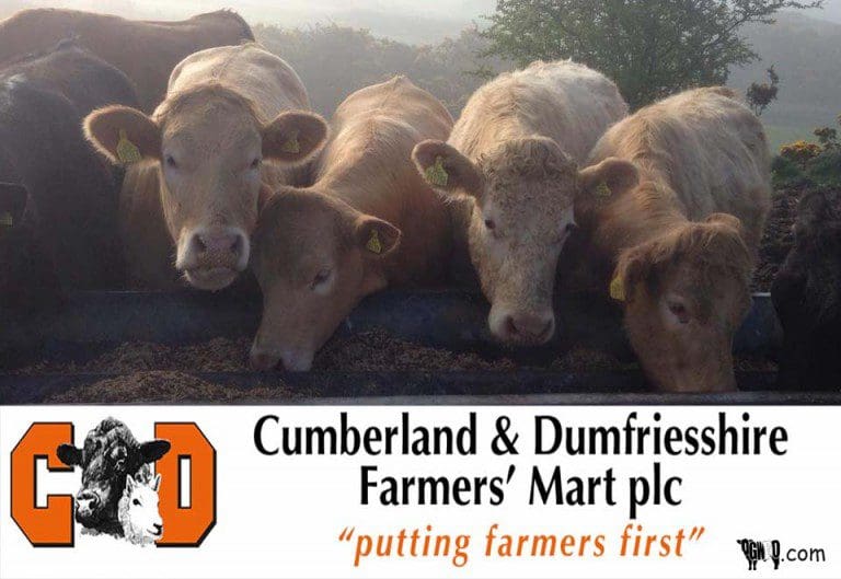 DGWGO DUMFRIES MART REPORT 13/07/15