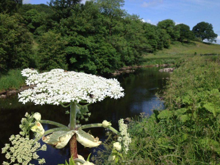 GIANT HOGWEED CONTROL ON THE RIVER URR, DUMFRIES AND GALLOWAY