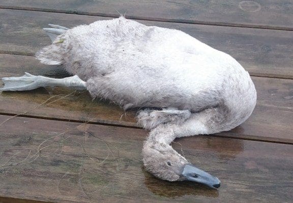 CYGNET DROWNS IN DUMFRIES AND GALLOWAY LOCH DUE TO FISHING WIRE