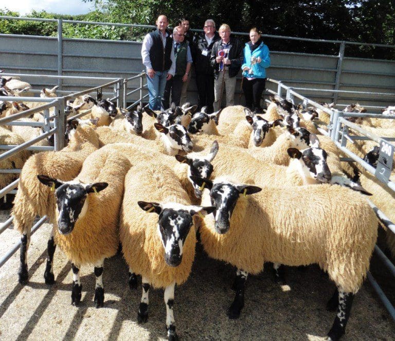DUMFRIES MART SELLS 5412 SHEEP AT ANNUAL BREEDING SALE