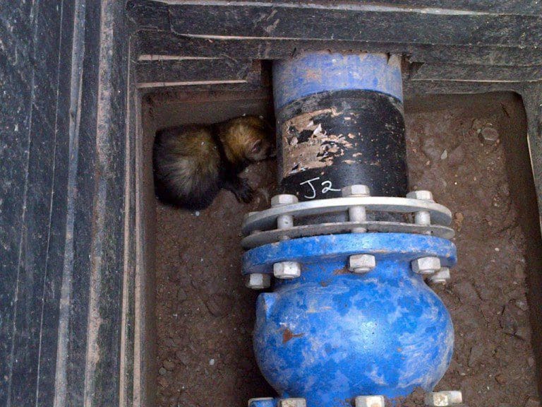 FERRETS FOUND TRAPPED IN DUMFRIES MANHOLE