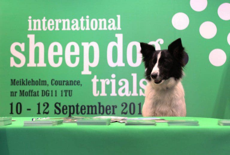 INTERNATIONAL SHEEP DOG TRIALS COME TO DUMFRIES AND GALLOWAY