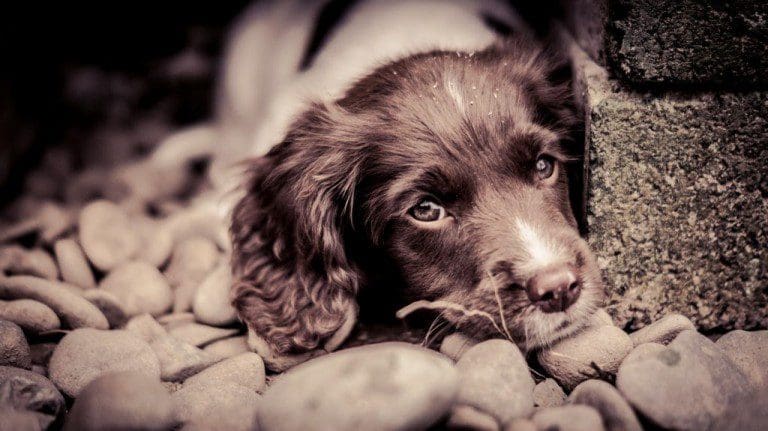 DGWGO FEATURED PHOTOGRAPHER AUGUST 2015/ SHONA DICKSON