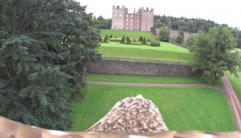 WHITE TAILED SEA EAGLE GETS A BIRDS EYE VIEW OF GALLOWAY COUNTRY FAIR