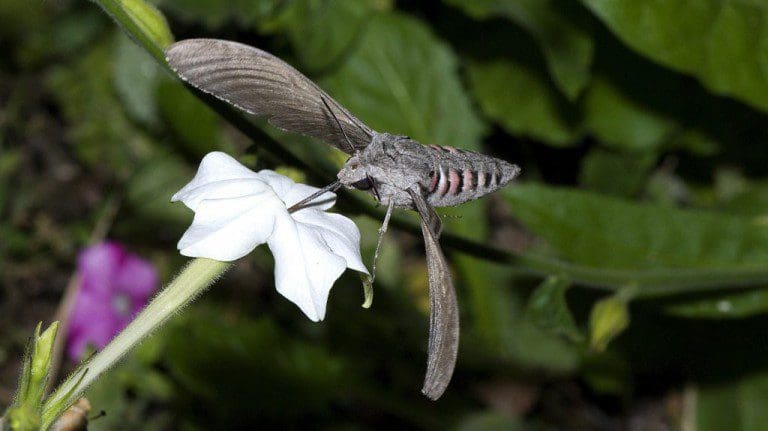 UK WAITS WITH BAITED ‘GARDENS’ FOR UK MOTH NIGHT