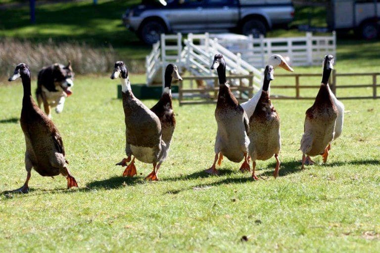 International Sheep Dog Trials Countdown With DGWGO
