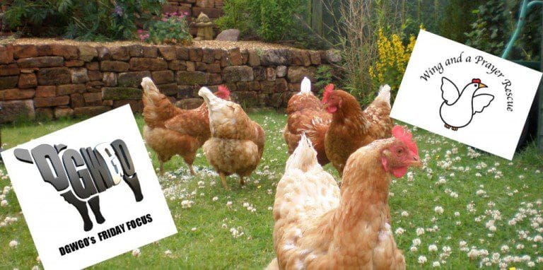 DGWGO FRIDAY FOCUS / WING AND A PRAYER SCOTTISH HEN REHOMING