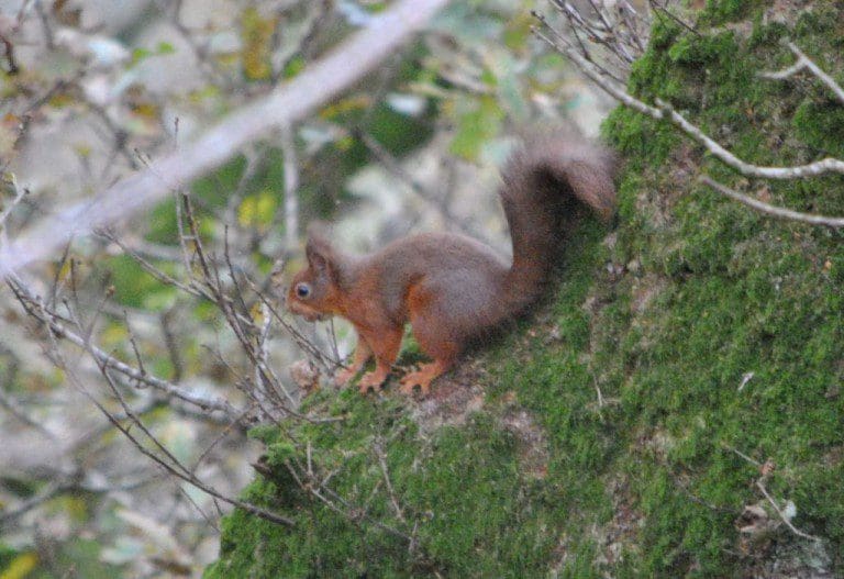 POLICE INVESTIGATE AFTER RED SQUIRREL SHOT DEAD AT LOCKERBIE