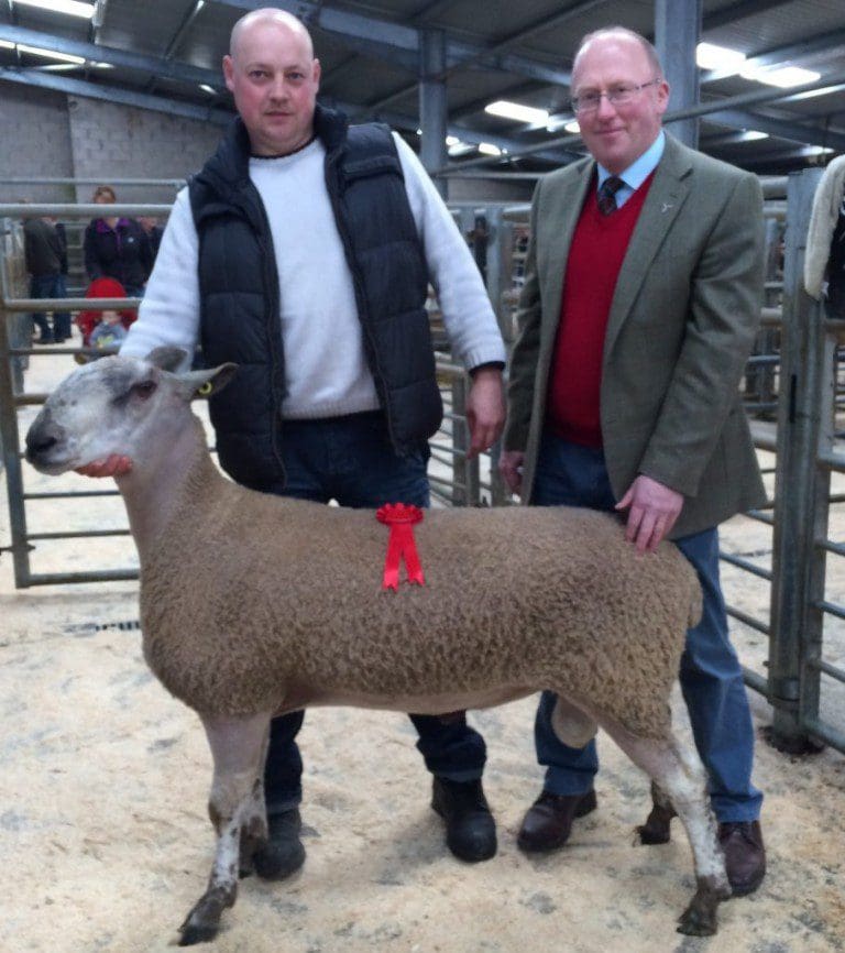 Dumfries Mart Ram Fair Report 5/10/15