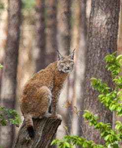 Lynx-by-Erwin-van-Maanen