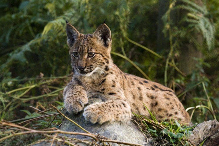 WILD LYNX COULD BE REINTRODUCED TO NEIGHBORING REGIONS IN  2016