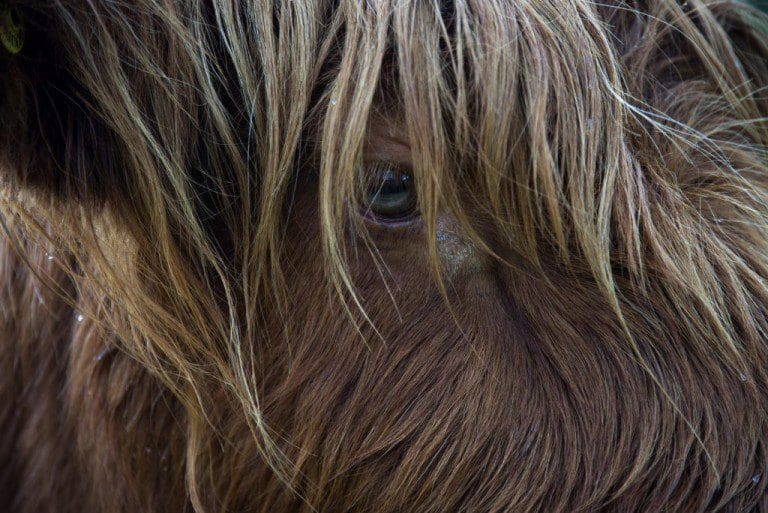 ‘The Droving Project’ – Talks To Take Place at Gracefield