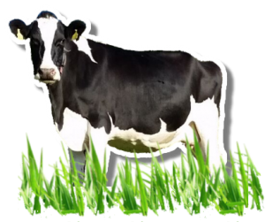 1 a 1 a roans dairy 6