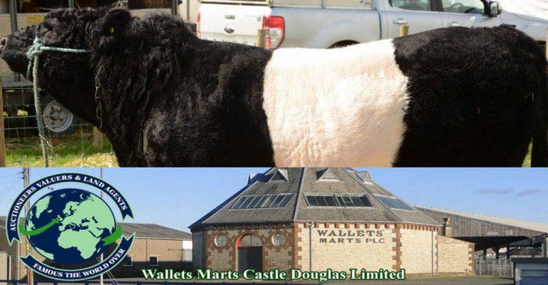 SPARKLING TRADE AT CASTLE DOUGLAS BELTED GALLOWAY SHOW AND SALE