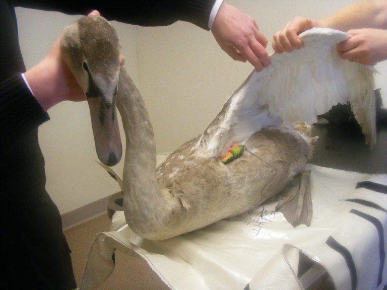SWAN SUFFERS FROM FISHING DEBRIS LEFT AT CASTLE LOCH