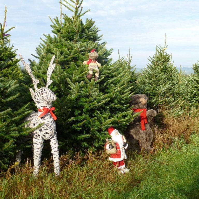 BUYING A CHRISTMAS TREE IS AN EXPERIENCE FOR ALL THE FAMILY AT ‘GLAISTERS FARM’
