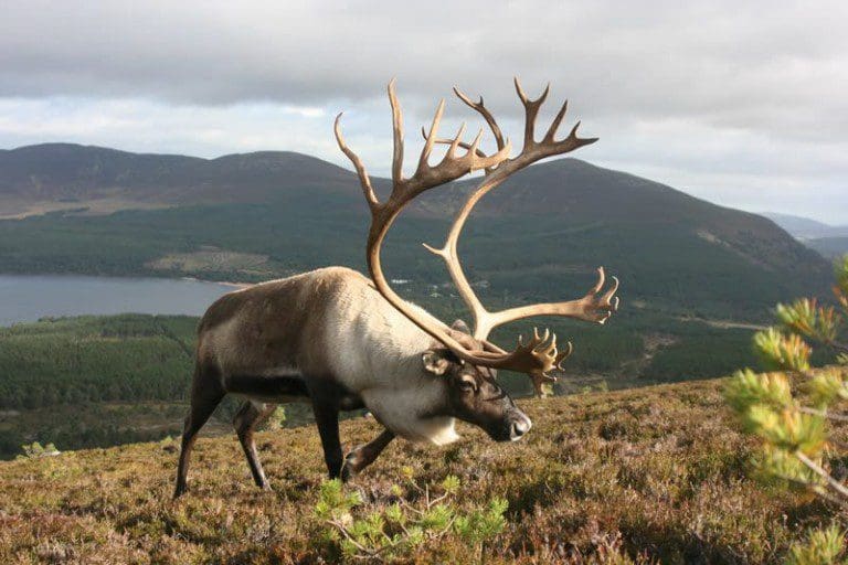 STRANRAER GETS SET TO CELEBRATE CHRISTMAS IN STYLE