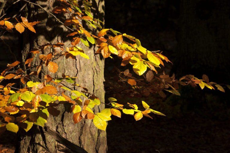 STEP UP FOR PRODUCTIVE BROADLEAVES