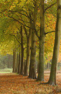 Avenue of autumn beech
