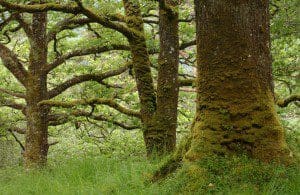 1 a 1 a tree Oak at Ariundle