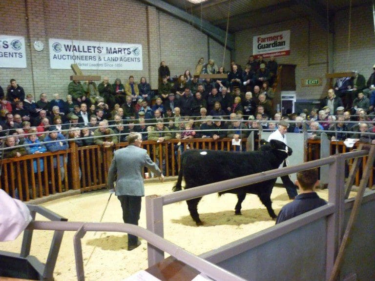 HUGE RINGSIDE CROWD AT MAINS OF PENNINGHAME DISPERSAL