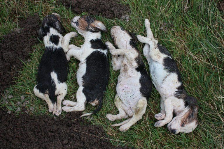 LITTER OF 4 PUPPIES FOUND DEAD BY A77 LAYBY