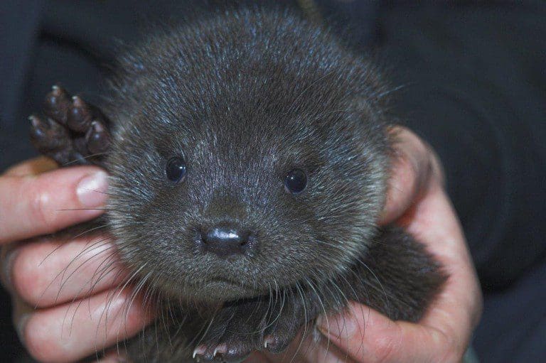 LOST BABY OTTER FOUND CRYING ON A KIRKCUDBRIGHT DOORSTEP