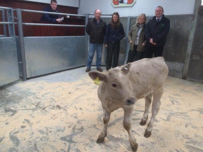 HILLEND, ANNAN CALF IS DUMFRIES MART CHRISTMAS CHAMPION/ DGWGO MARKET REPORT