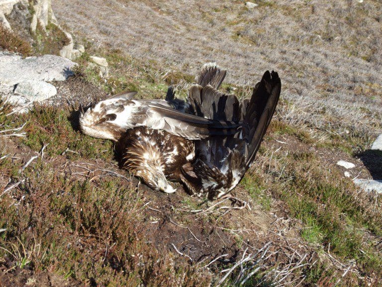 RSPB Scotland Launches 20 Year Report on Illegal Killing of Birds of Prey