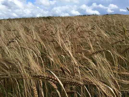 SAYING ‘NO’ TO GM RISKS LEAVING SCOTLAND BEHIND