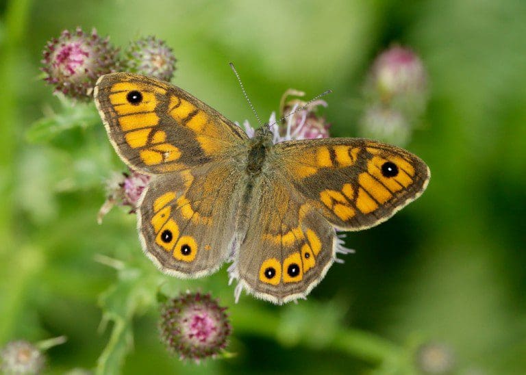 40 YEAR SLUMP FOR UK BUTTERFLIES