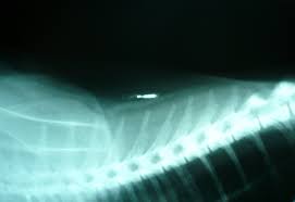 STEP FORWARD FOR MANDATORY DOG MICROCHIPS IN SCOTLAND
