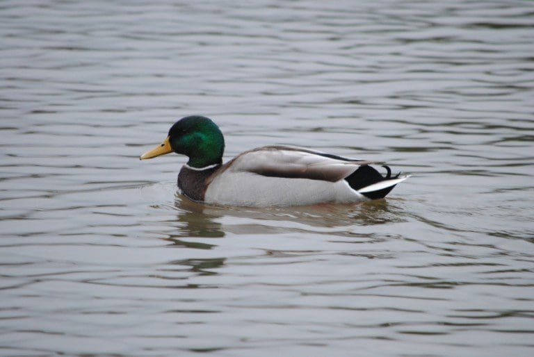 STAY SAFE AROUND WATERCOURSES THIS WINTER