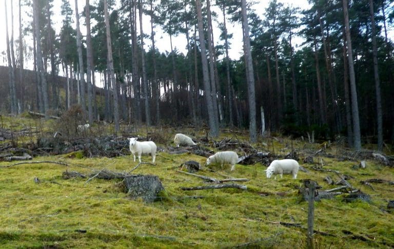 Open Dialogue the key to Managing Stray Sheep