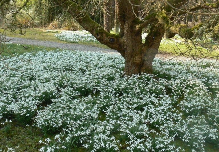Snowdrop