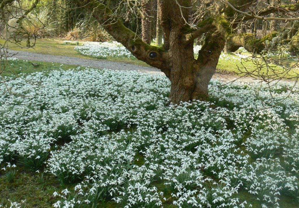 Snowdrop