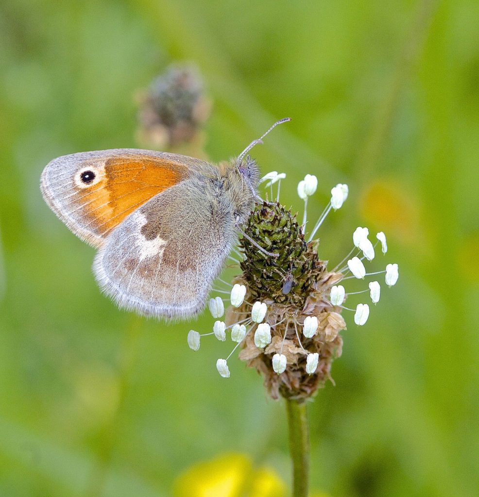 Butterflies