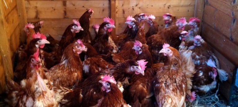 Avian Influenza
