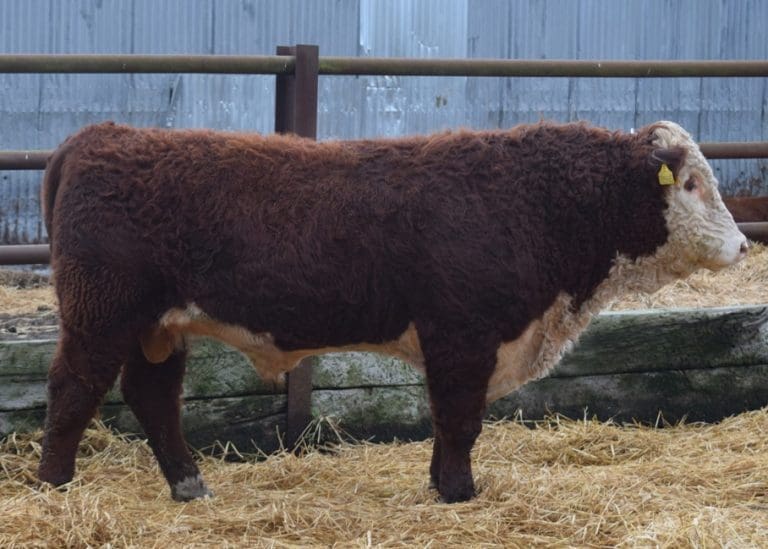 Herefords