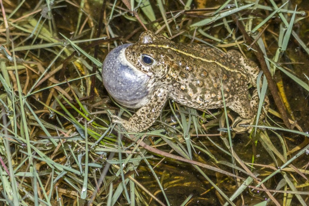 Natterjacks
