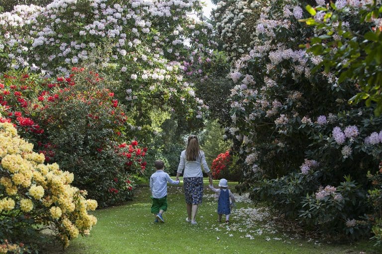 rhododendrons