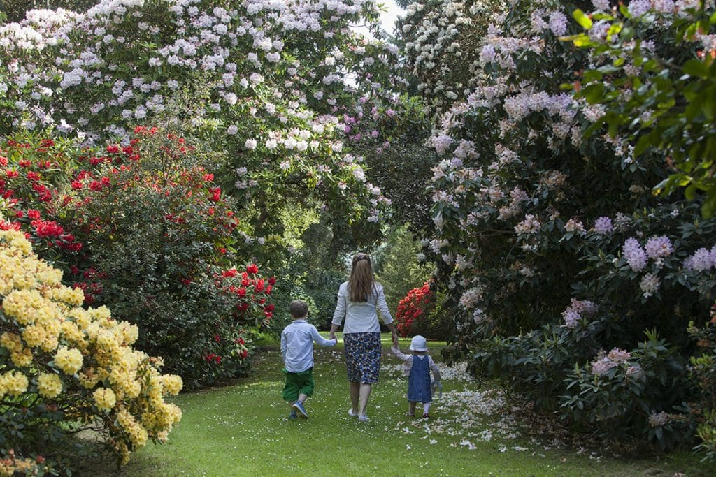 rhododendrons