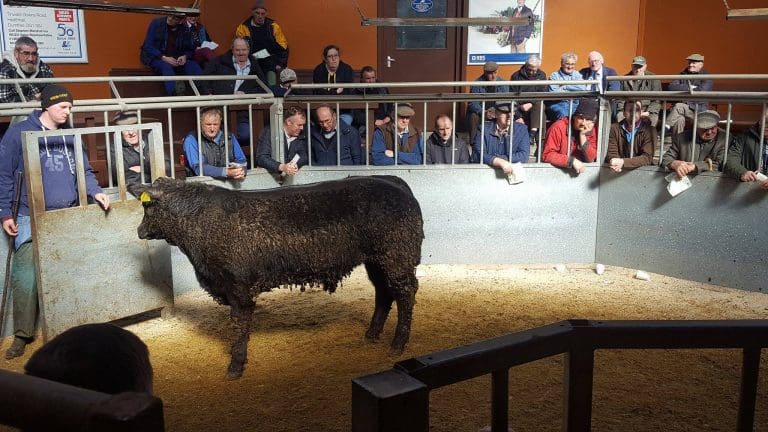 Dumfries Mart Weekly Report 20/03/17 & 22/03/17