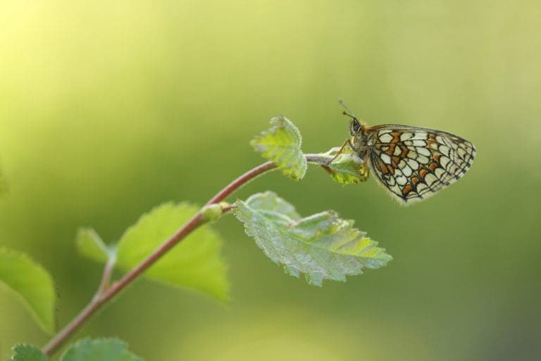 UK butterflies