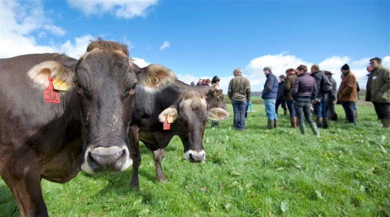 Organic Dairy