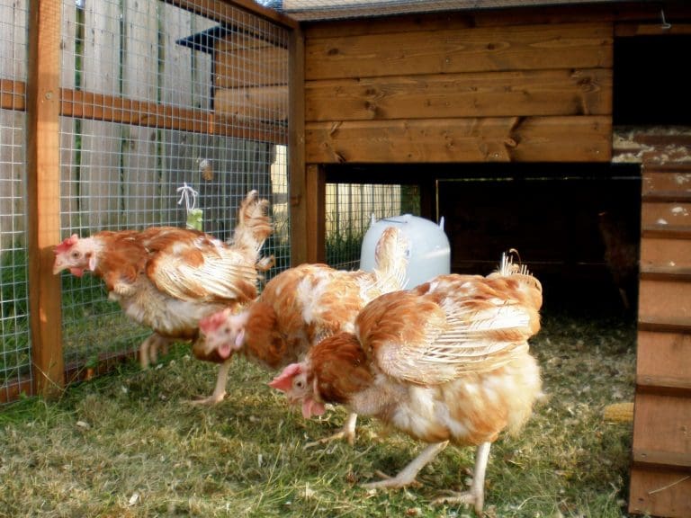 Avian Influenza Prevention Zone