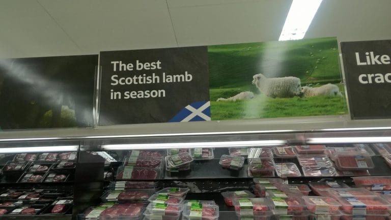 lamb