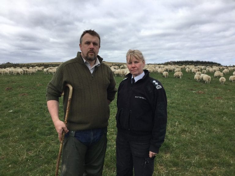 Public Asked To Be ‘sheep-wise’ While Walking Their Dogs In The Countryside