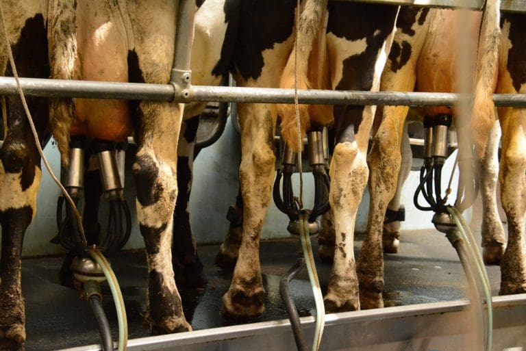 DAIRY FARMERS
